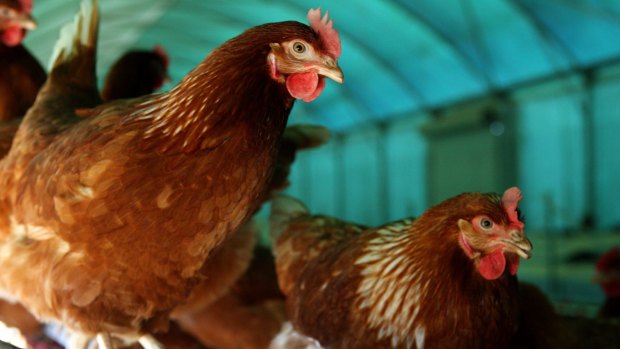RSPCA ACT inspectors are investigating the brutal killing of six chickens in Melba.