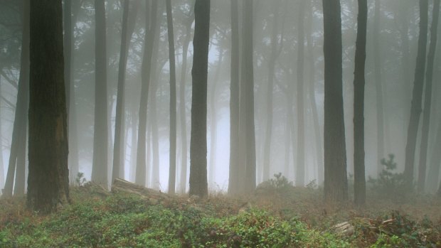 Away from the manicured lawns, parts of the the Presidio are wild.