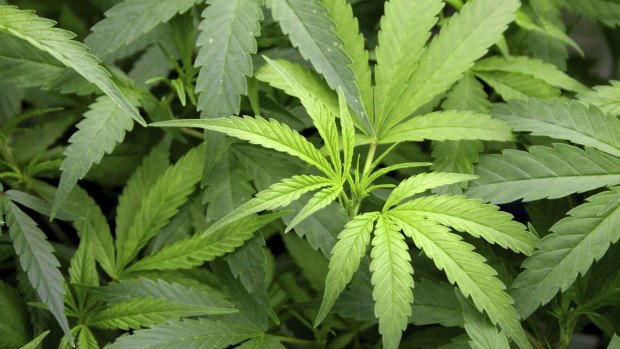 Queensland is perfectly positioned to take advantage of a growing legal cannabis industry due to the legalisation of its medicinal use, the state government says.