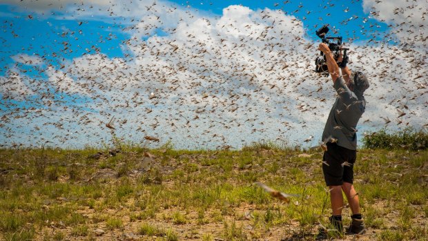 Cameraman Rob Drewett films in the middle of a swarm of a billion flying locusts in south-west Madagascar while making <i>Planet Earth II</i>.