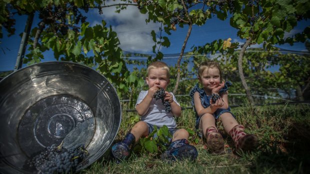 Ryder and Eloise McDougall helping with the grape picking at Summerhill Road Vineyard in Bywong.