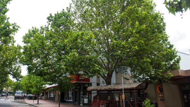 The large London Plane tree on Franklin Street, Griffith, at the Manuka Shops, is at the centre of a legal stoush that has prompted proosed reforms to the Tree Protection Act.