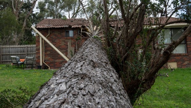 A house in Boronia was badly damaged by this fallen tree.