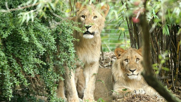 File photo of lions Motshegetsi, left, and Majo at Leipzig Zoo. Motshegetsi was shot dead after the escape.
