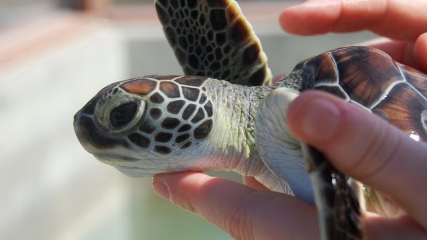 Holding turtles attractions should also not be promoted, the report says.
