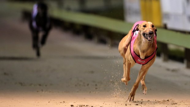 Another greyhound trainer has been banned over the live baiting scandal.