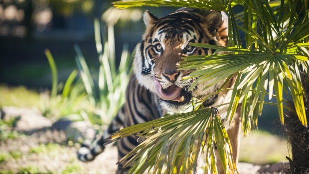 Baru is one of four new tigers settling in at Canberra's National Zoo and Aquarium. 