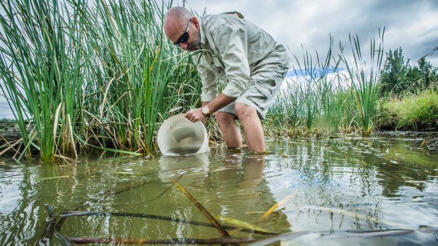 The ACT environment department released 60,000 fingerlings into ACT ponds and lakes. Aquatic ecologist Mark Jekabsons.