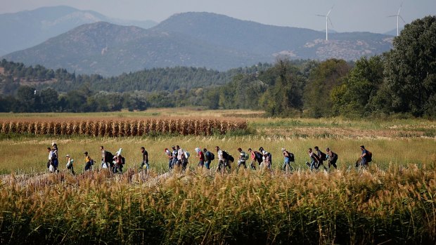 Syrian migrants cross though a cornfield as they walk to a border crossing on the Greek and Macedonian border.