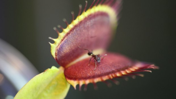 The Venus flytrap, a plant that eats insects, will clamp its leaves shut only after trigger hairs are tripped two times within about 20 seconds. 