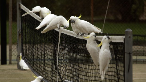 Cockatoos at Ainslie Tennis Club. 