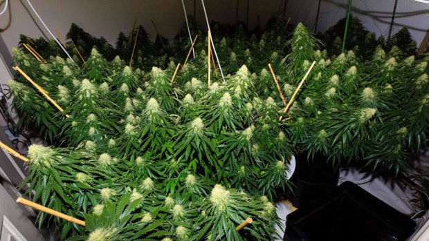 ACT Policing charged six people and seized more than 900 cannabis plants worth $6 million when they raided eight grow houses across the ACT as part of Operation Armscote. 