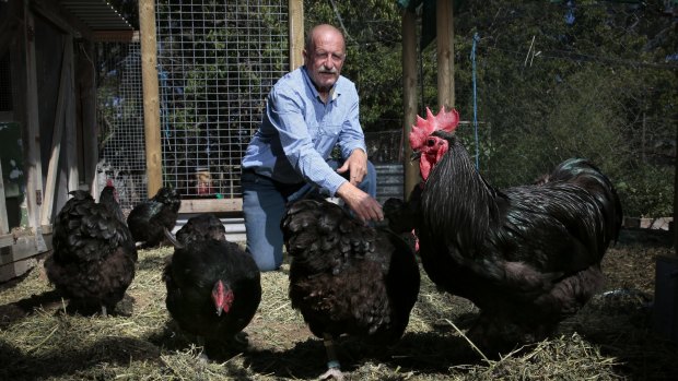 Australorp breeder Peter D'Arcy at his Carwoola property feeding his hens and rooster. 