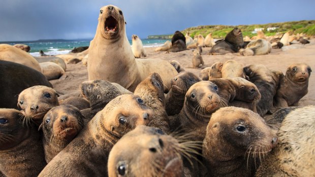 Sea lion breeding colony.