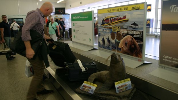 Popular, bewhiskered seal, Hobart airport baggage carousel. 