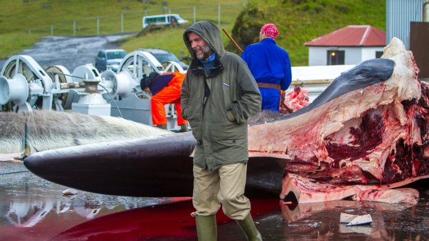 Kristjan Loftsson at the cutting up of a fin whale at the seaside resort of Hvalfjordur.