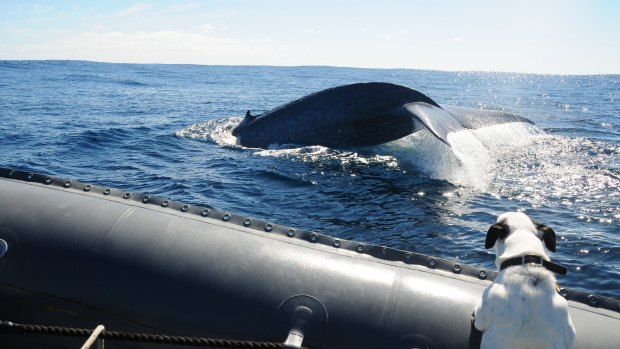 Whale research recognised: Micheline-Nicole and Curt Jenner put whale research in WA on the map.