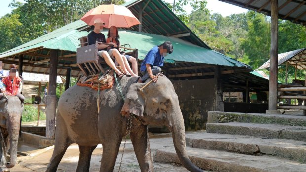 Elephant rides are at the top of the list of cruel attractions.