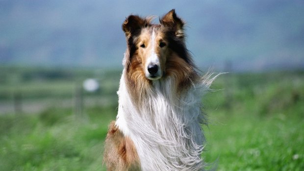 Lassie was one of three dogs to receive a star on the Hollywood walk of fame. 