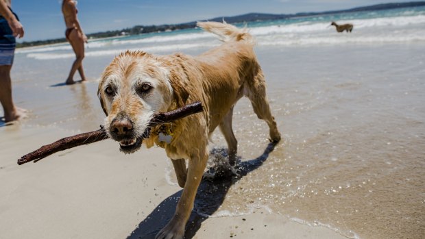 Flynn the golden retriever loves playing at the beach in summer.