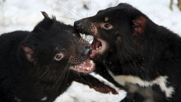 Tasmanian devils playfully biting each other. 