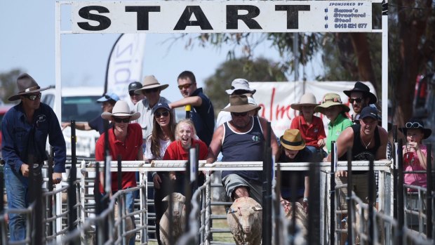 Competition was fierce at Saturday's Booligal Sheep races.