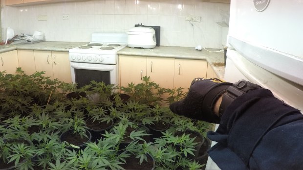 Most rooms within the rental properties, included kitchens, were used to grow the cannabis.