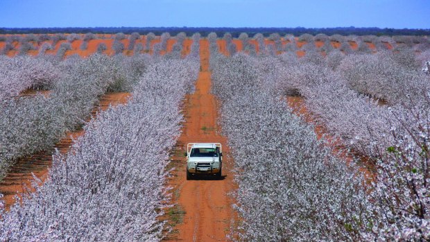 Australia biggest listed almond producer, Select Harvest, says the China trade deal will improve Australia's competitiveness and safeguard the country's high standard of living.
