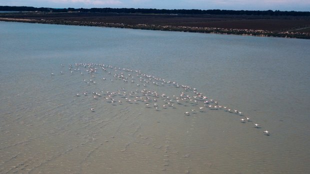 Local officials and residents say the flamingo population is up to about 3,000 at Narta Lagoon.