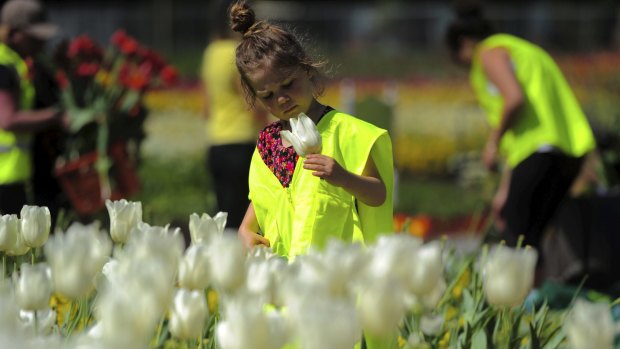 Four-year-old Sienna
Adams, of Scullin, helps her mother Ruth collect some tulips for Florey Primary School. 