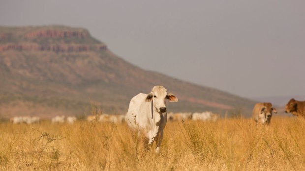 The leaked documents suggest ever-increasing amounts of WA pastoral land are becoming unsuitable for grazing.