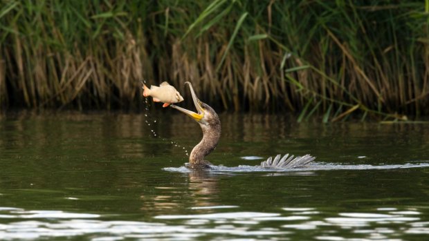 We spot countless bird species, from heron to kingfishers, crane to marsh harriers.