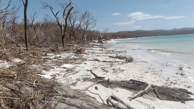 Whitehaven Beach in the Whitsundays shows the effects of Cyclone Debbie.