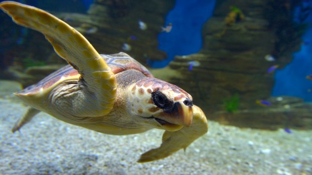 Research has found that most populations of sea turtles are bouncing back after historical declines.