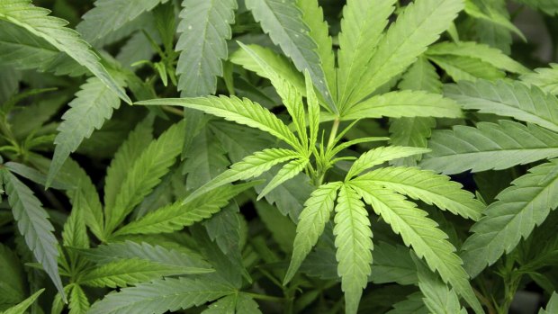 NSW is currently investigating decriminalising medical cannabis.