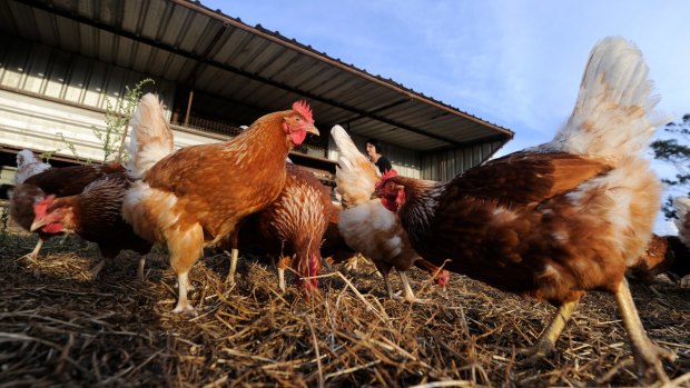 When is a free-range egg really free-range?