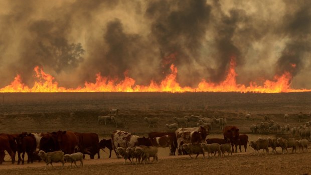 Cattle and smoke near Dunedoo.