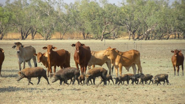 Our backbench is 45,000 head of cattle, which are happy with the current arrangements.