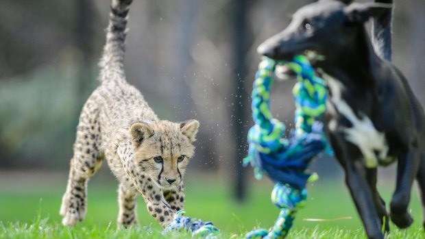 Solo the four-month-old cheetah cub chases a rope dragged by his canine companion Zama.