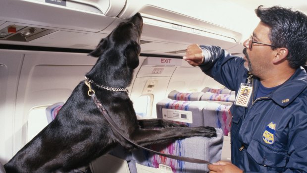 Studies have shown that drug-detection dogs get it wrong almost 75 per cent of the time.