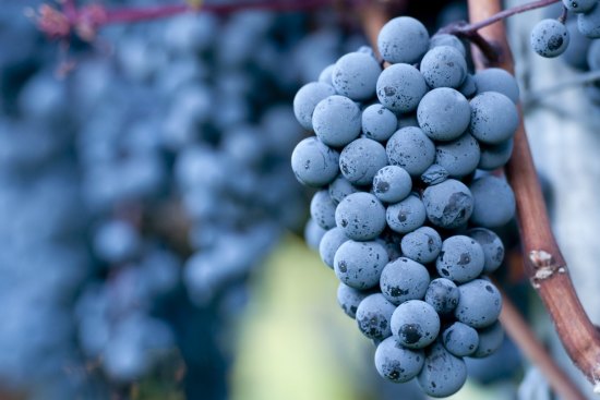 Pinot noir grapes.