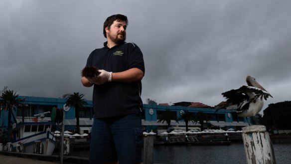 Alex Stollznow with a sea urchin at Sydney Fish Market. 