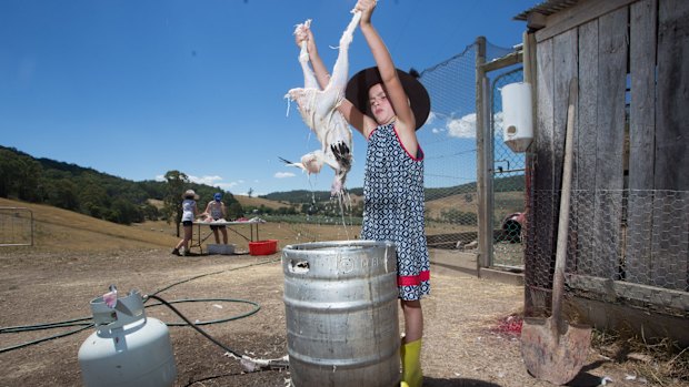 Plucking time at Glendale Rise Farm.