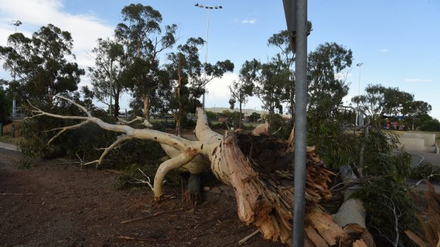 Intense wind uprooted trees during the intense storm.