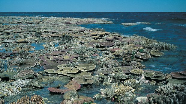 A reef flat exposed at low tide on the Great Barrier Reef, which is under severe threat from climate-change.