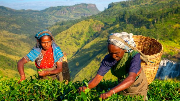Women pick tea in Sri Lanka's mountains. The Tea Trail bungalows had a British feel about them.