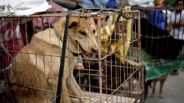 Dogs in cages for sale at a market before a dog meat festival in Yulin.