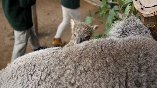 The tiny joey is six months old.