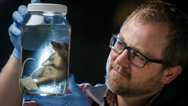 Dr Kevin Rowe of the Museum Victoria, with a specimen of the newly discovered mammal species, the hog-nosed rat, found in Indonesia. 