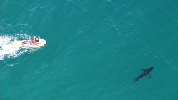 Jet-skis herding a white shark out to sea off Cape Byron in 2016.